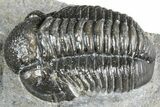 Detailed Gerastos Trilobite Fossil - Morocco #363935-3